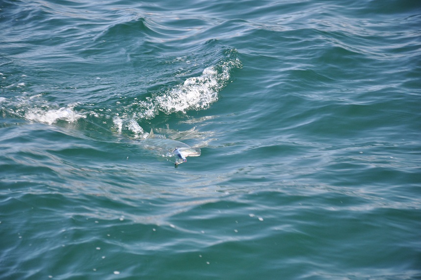 DSC_0162.JPG