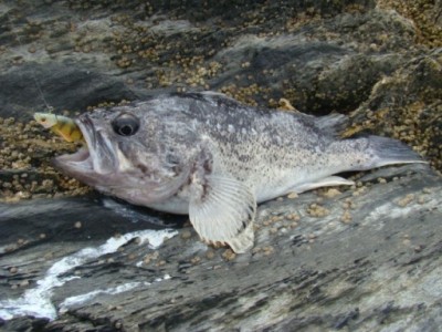 DSC02325.JPG (87.1 KIB) Просмотров: 5444983 DSC02325.JPG