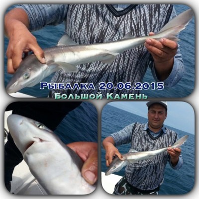 Акула.jpg (201.58 KIB) Просмотров: 20294 Акула.jpg