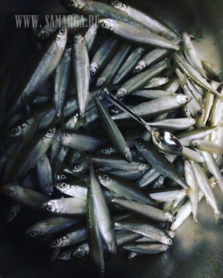 IMG_2882.JPG (131.53 KIB) Просмотров: 24570 IMG_2882.JPG