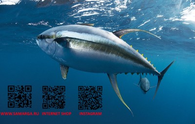 tuna-fishing-in-louisiana РАМКА QR.jpg
